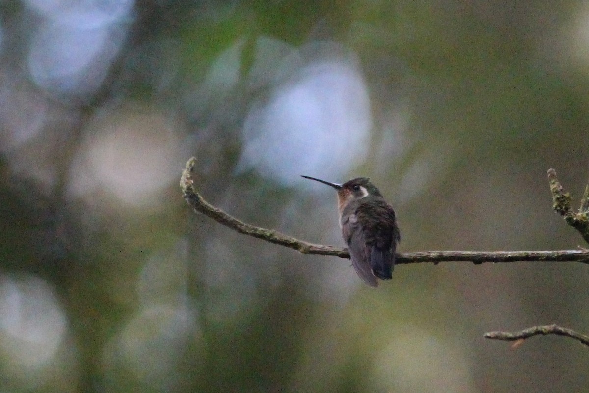 kolibřík ametystohrdlý (ssp. margaritae) - ML524619291