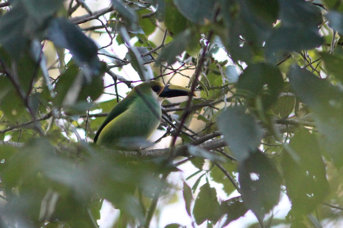 Northern Emerald-Toucanet (Wagler's) - ML524621891