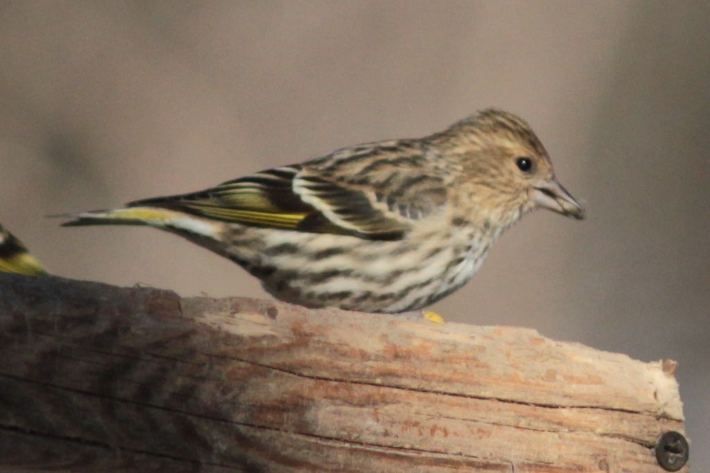 Pine Siskin - Alain Carriere