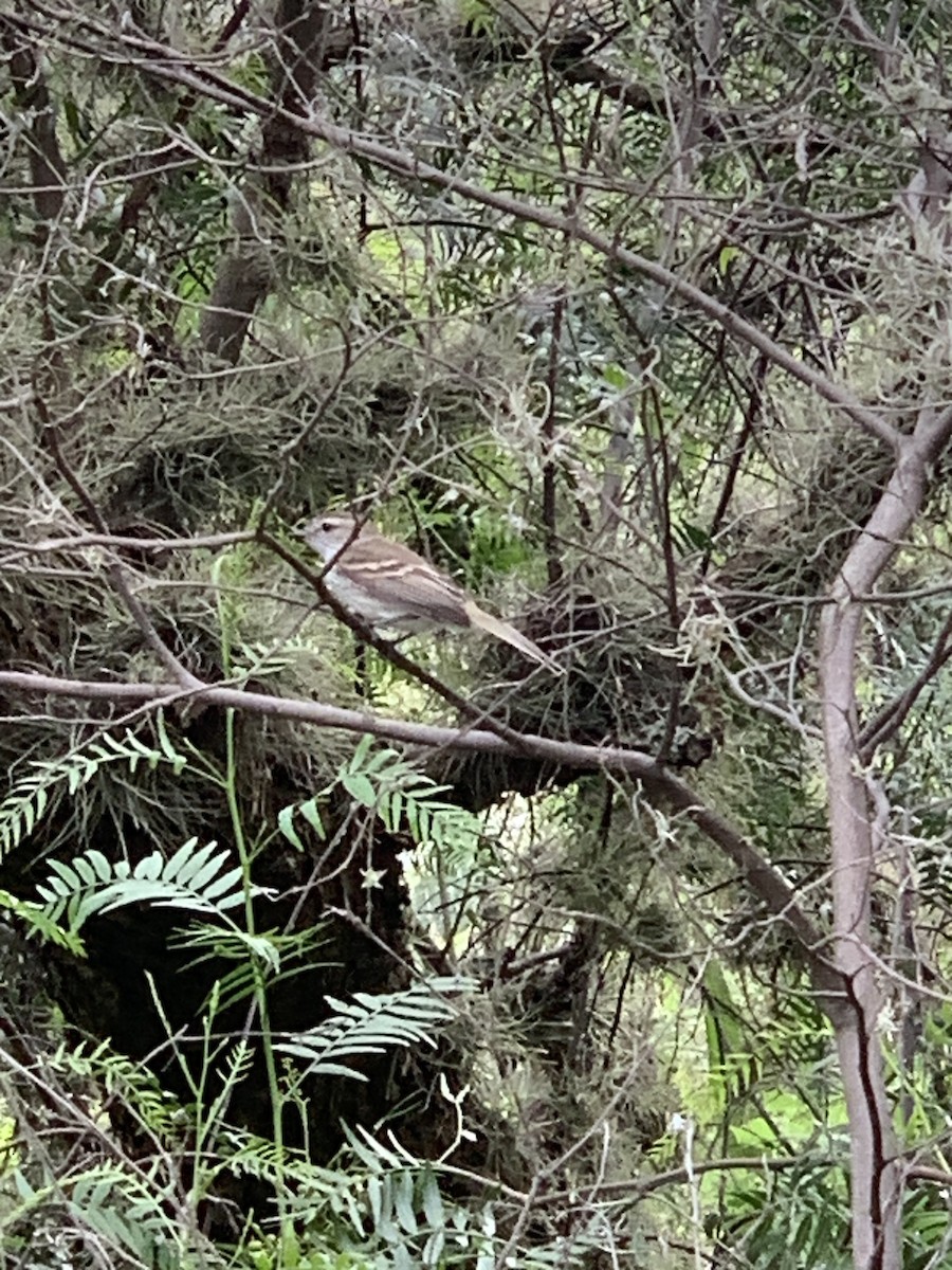 Northern Mouse-colored Tyrannulet - ML524627361