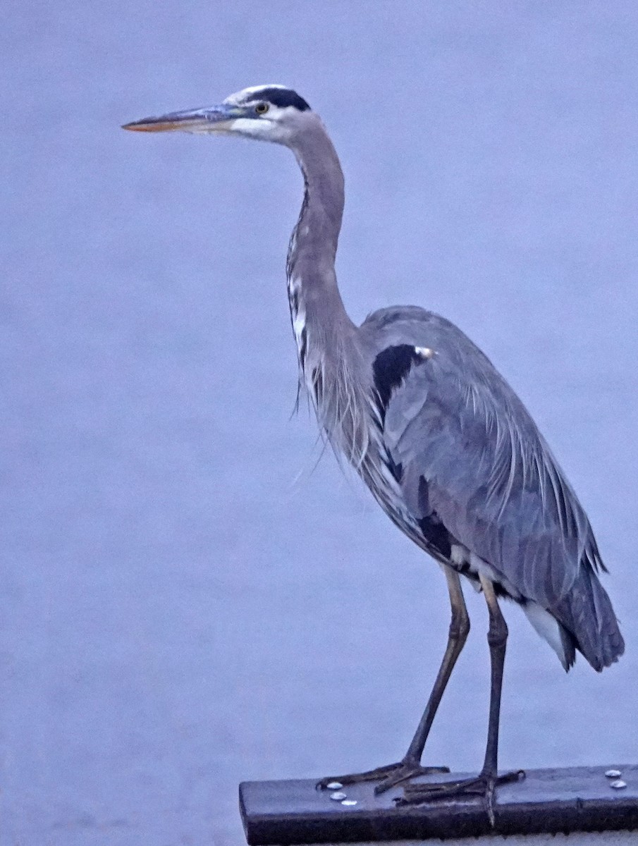 Great Blue Heron - ML524627811