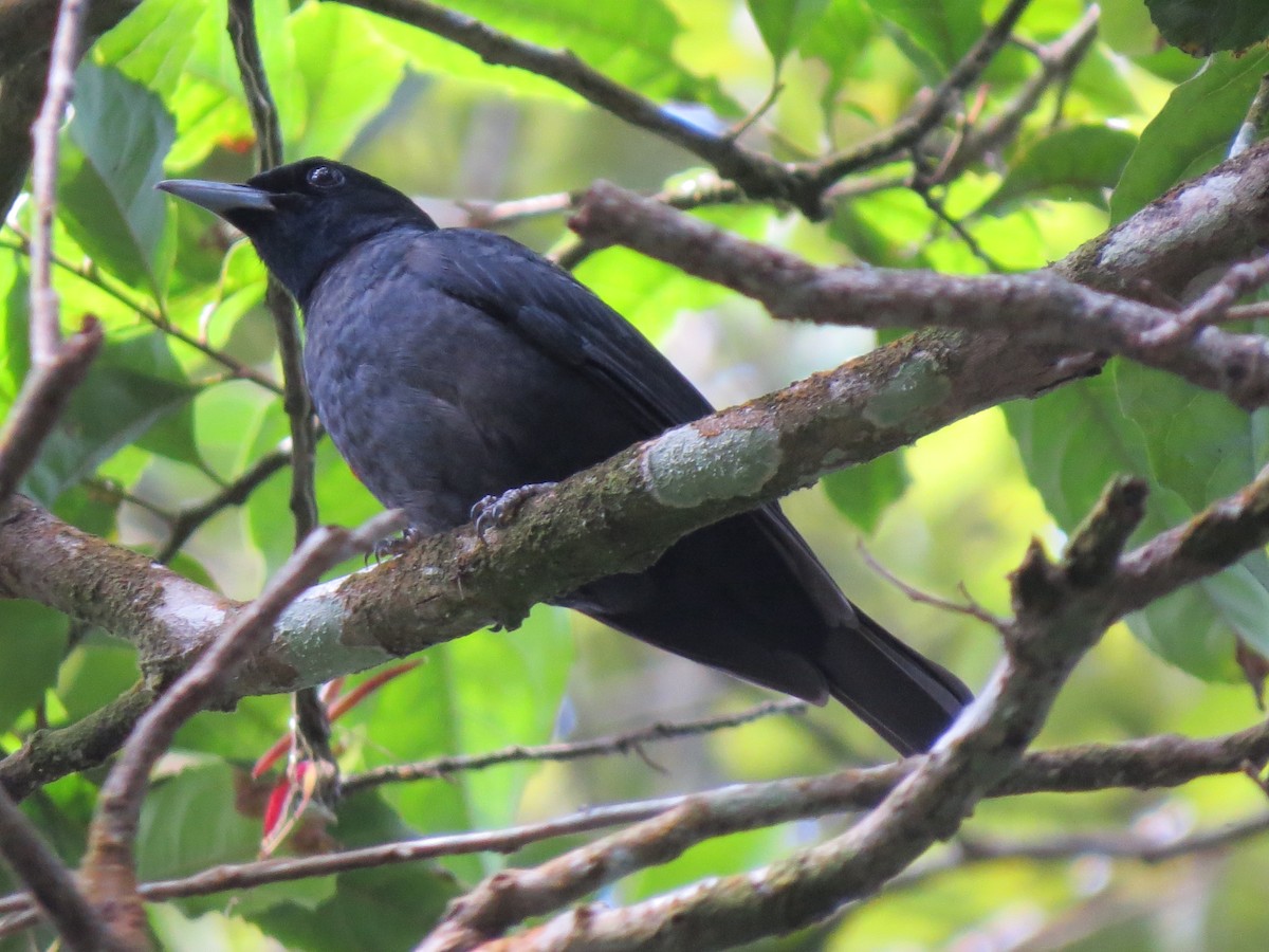 Black-and-crimson Oriole - Tom Wheatley