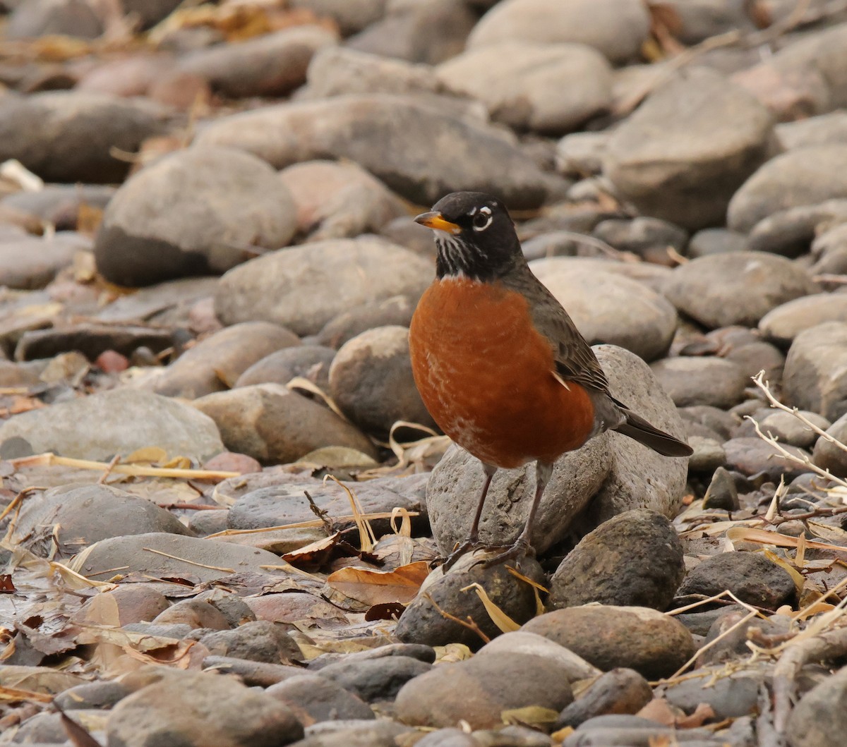 American Robin - ML524629391