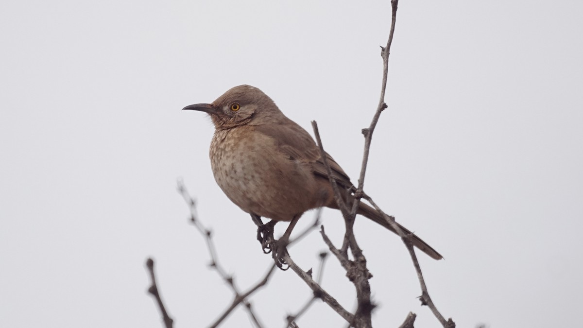 Bendire's Thrasher - ML524629461