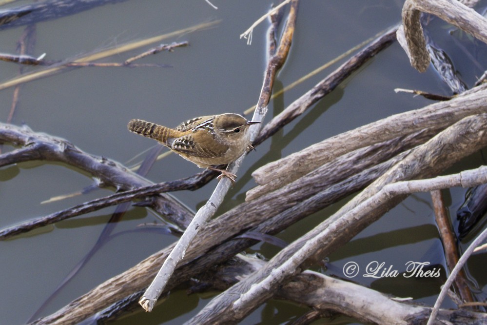 Marsh Wren - ML524630051