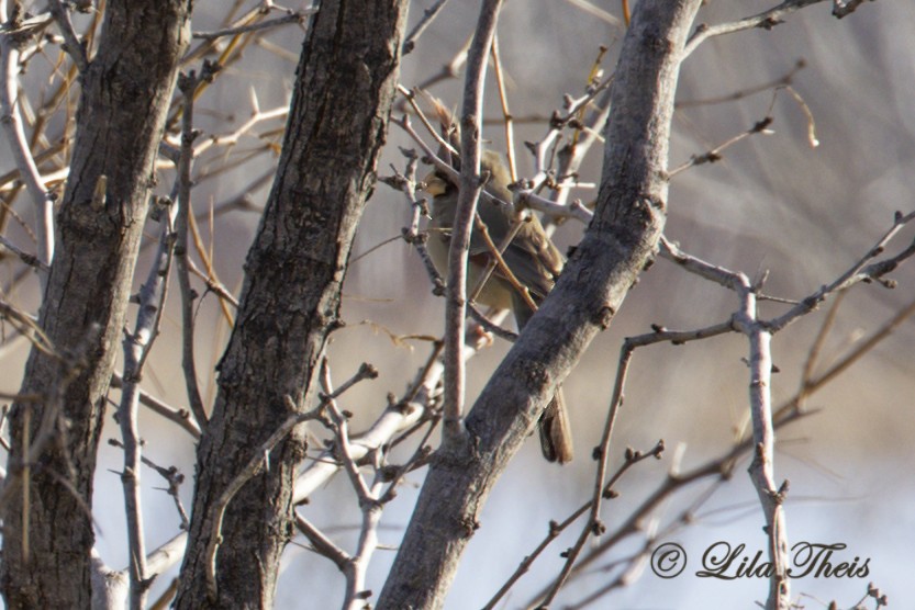 Cardinal pyrrhuloxia - ML524630351