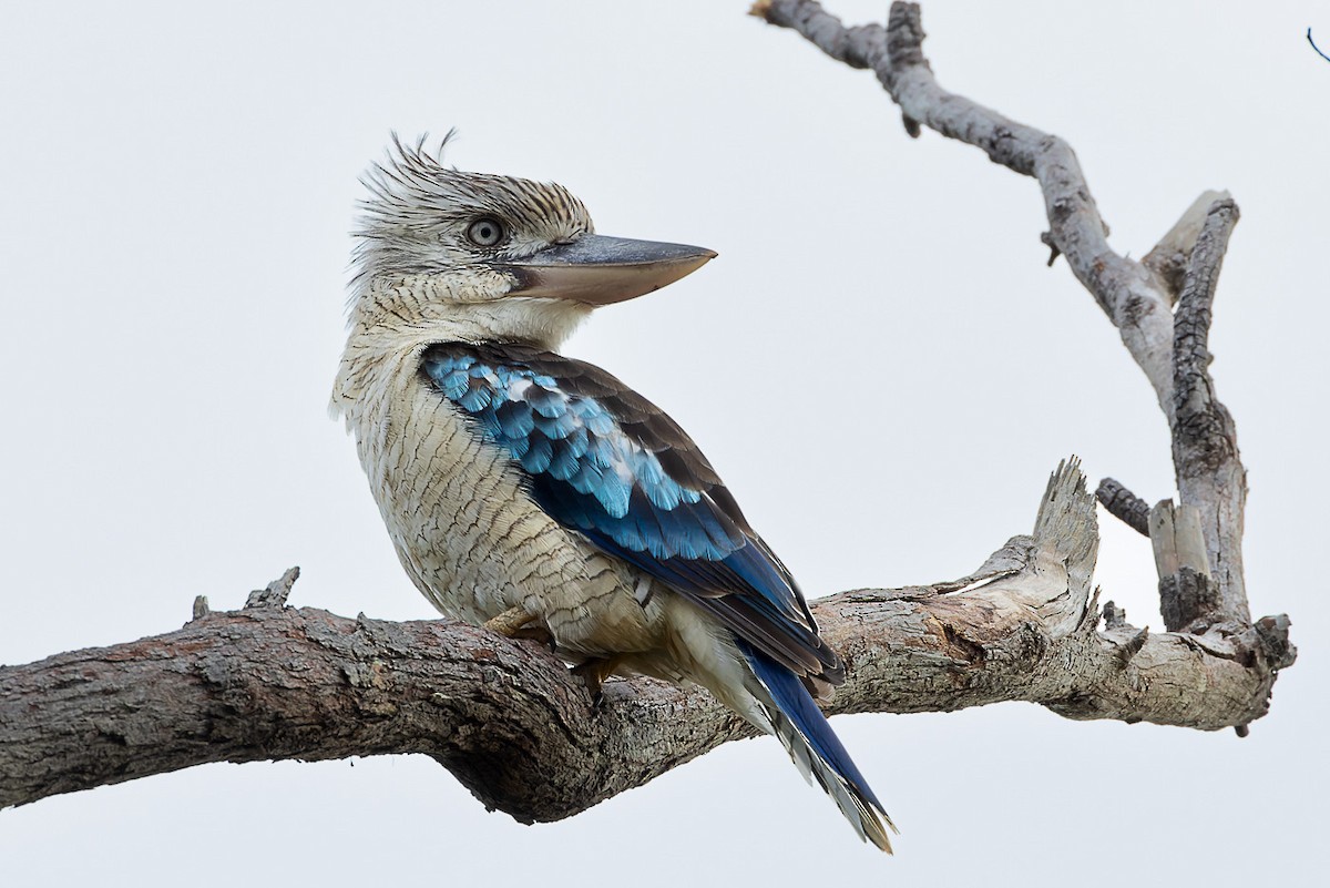 Martin-chasseur à ailes bleues - ML524630721