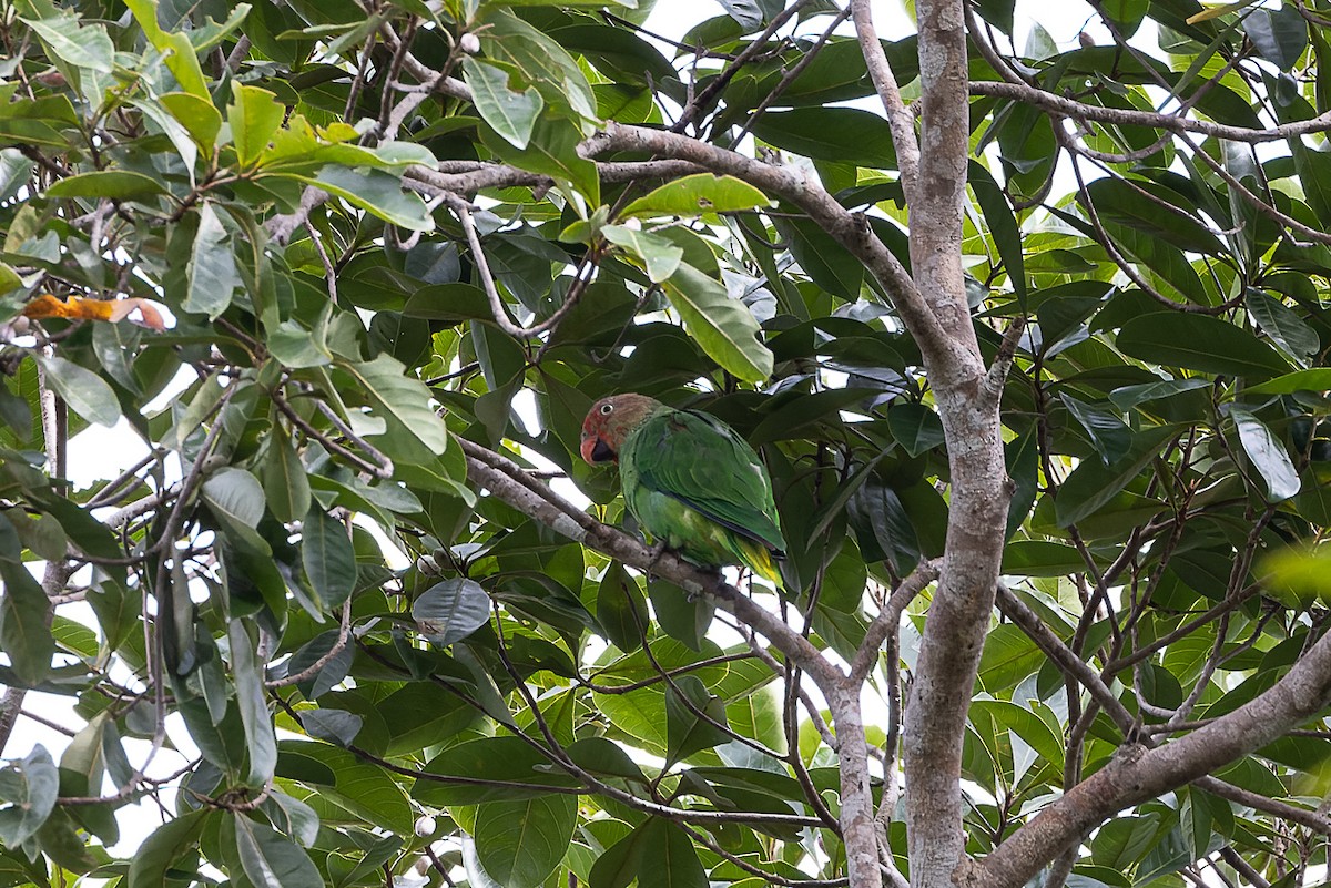Red-cheeked Parrot - ML524631171