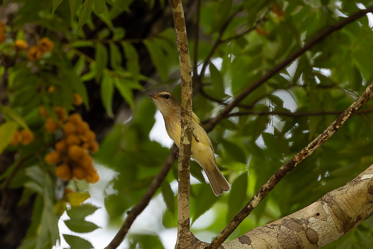 Gray Whistler - ML524631271