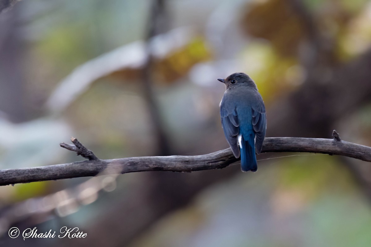 Blue-and-white Flycatcher - Shashi Kotte