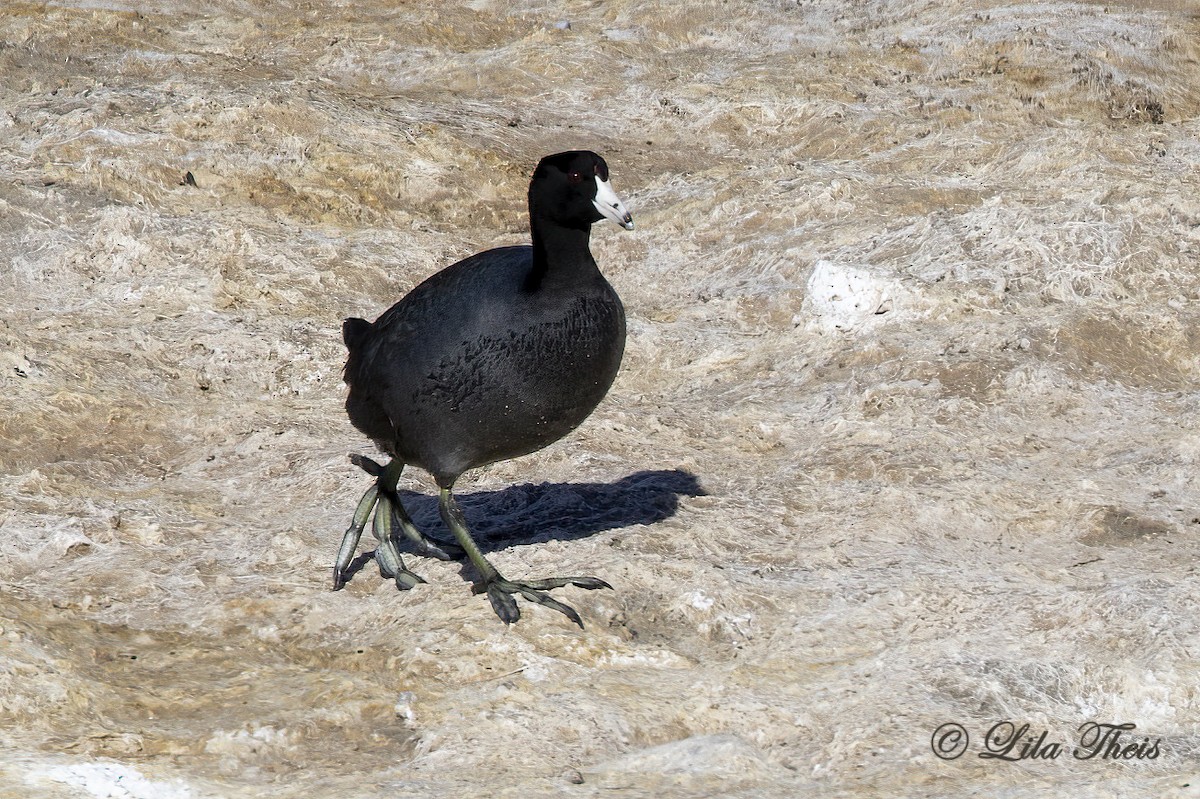 American Coot - ML524631831