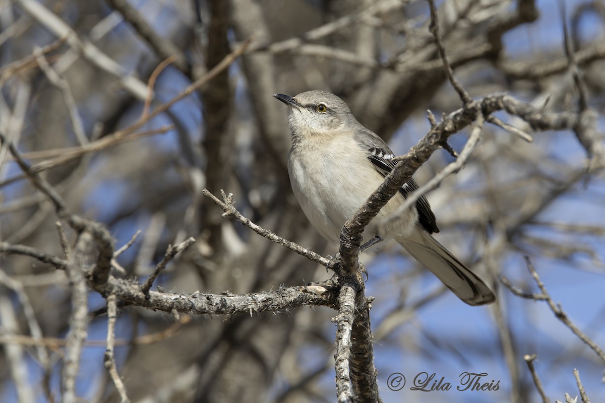 Northern Mockingbird - Lila Theis