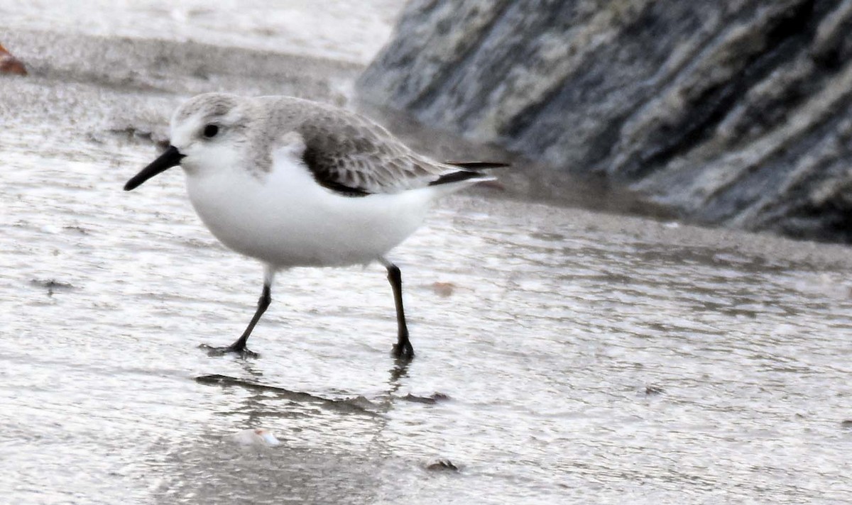 Sanderling - ML524632671