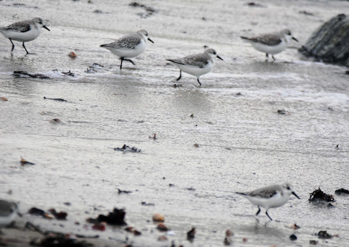 Sanderling - ML524632701