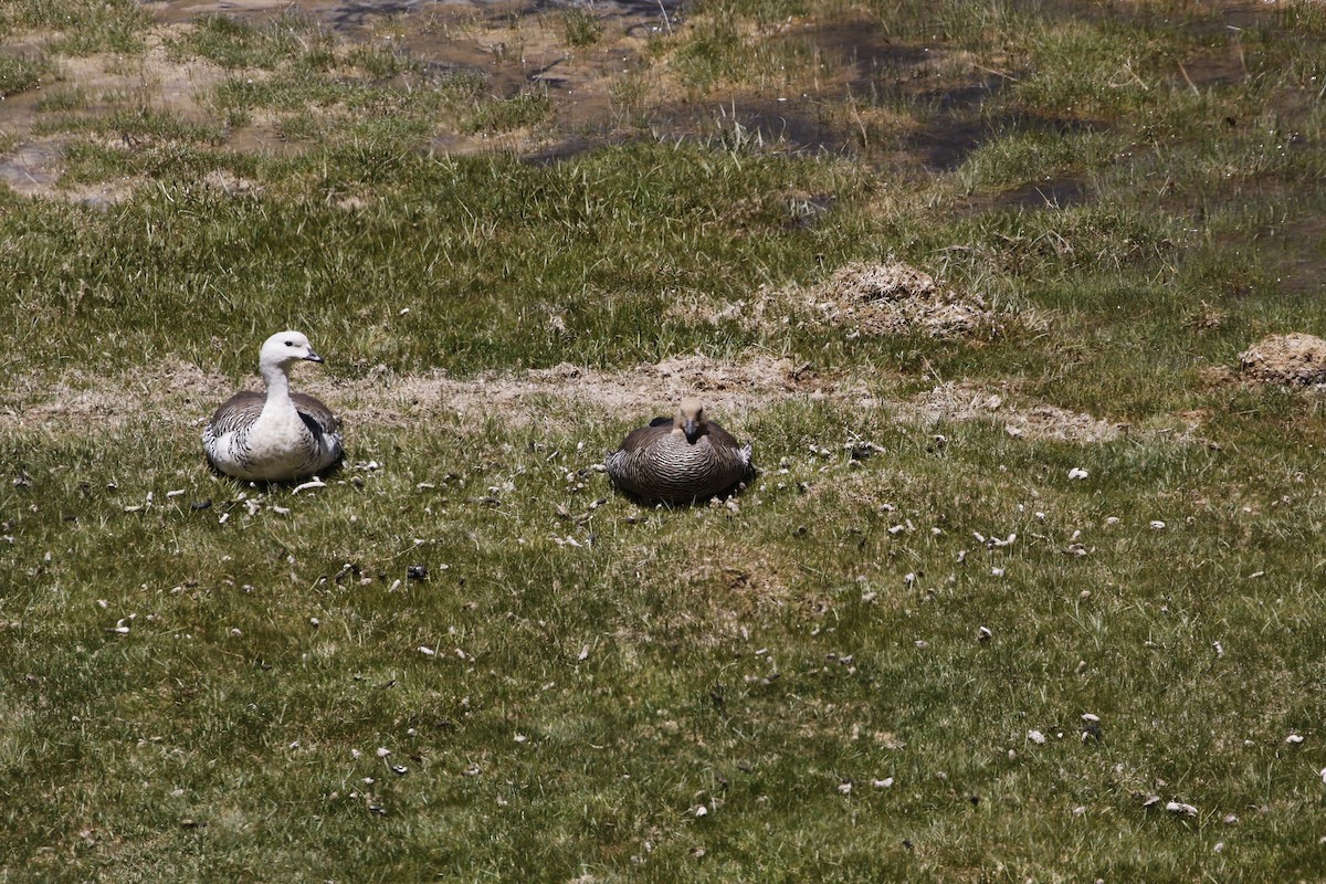 Upland Goose - ML524633091