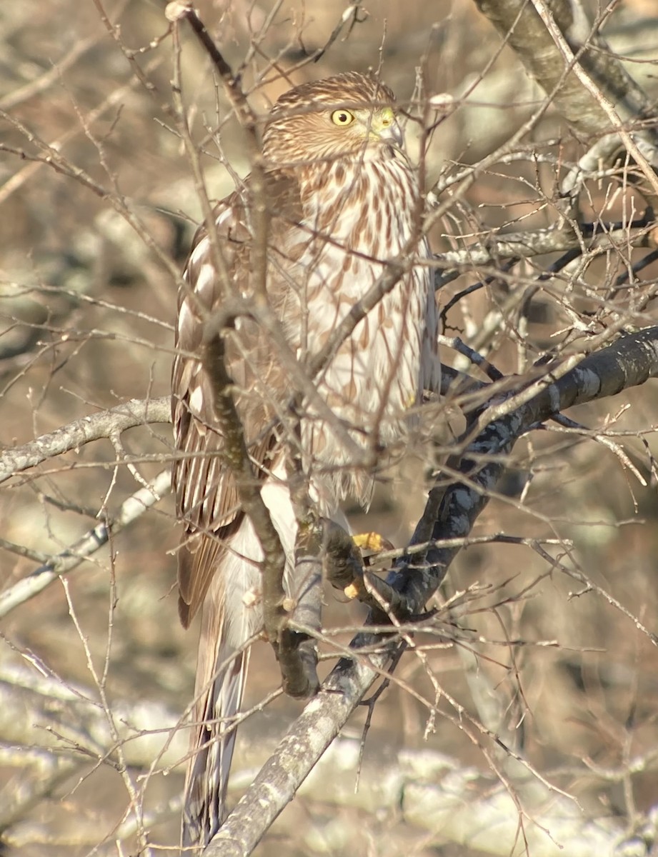 Cooper's Hawk - ML524633401