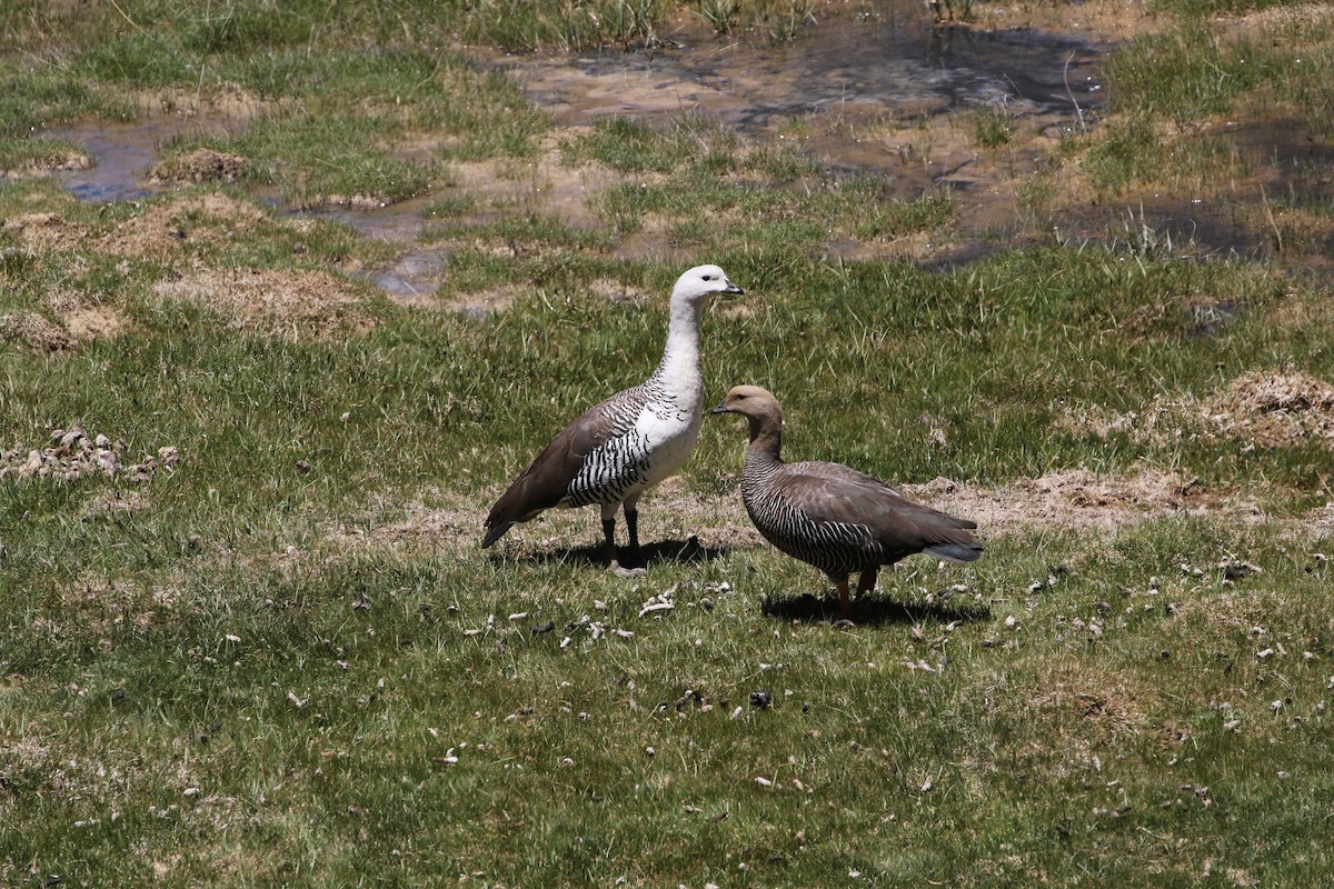 Upland Goose - ML524633631