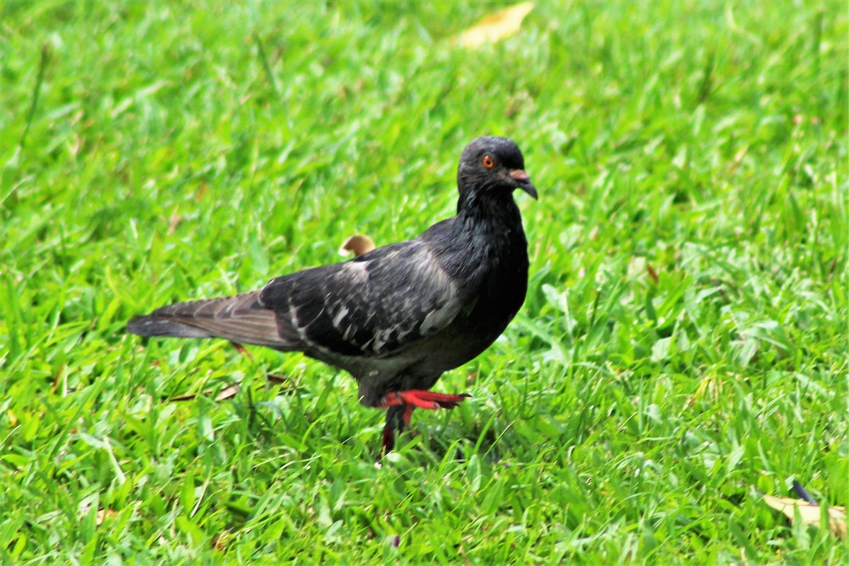 Rock Pigeon (Feral Pigeon) - ML524634151