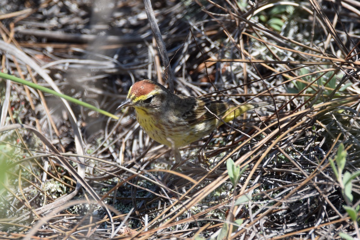 Palm Warbler - Perry Doggrell