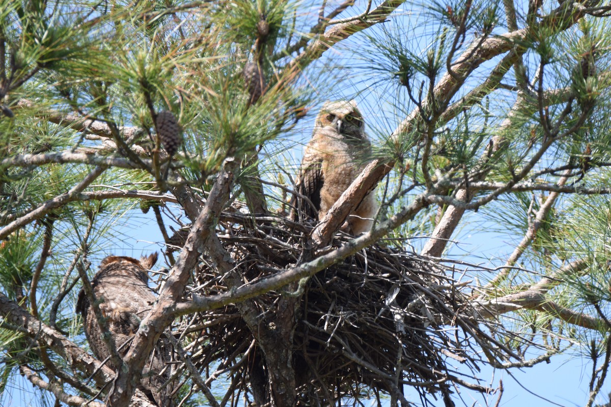 Great Horned Owl - ML52463781