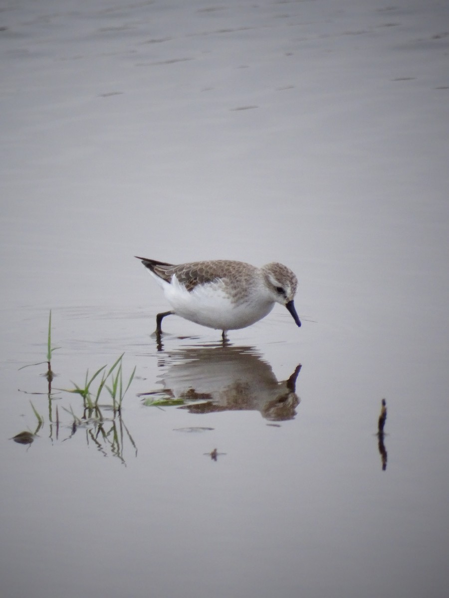 Semipalmated Sandpiper - ML524638601