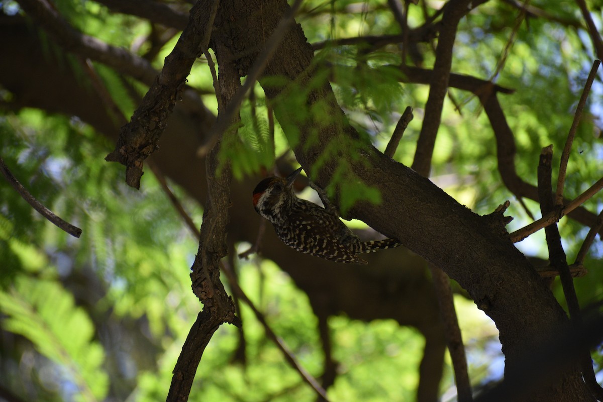 Striped Woodpecker - ML524642801