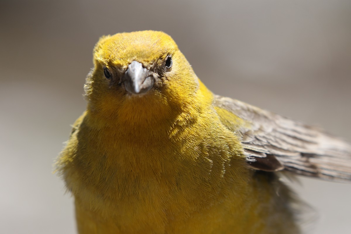 Greater Yellow-Finch - Adrian Vilca