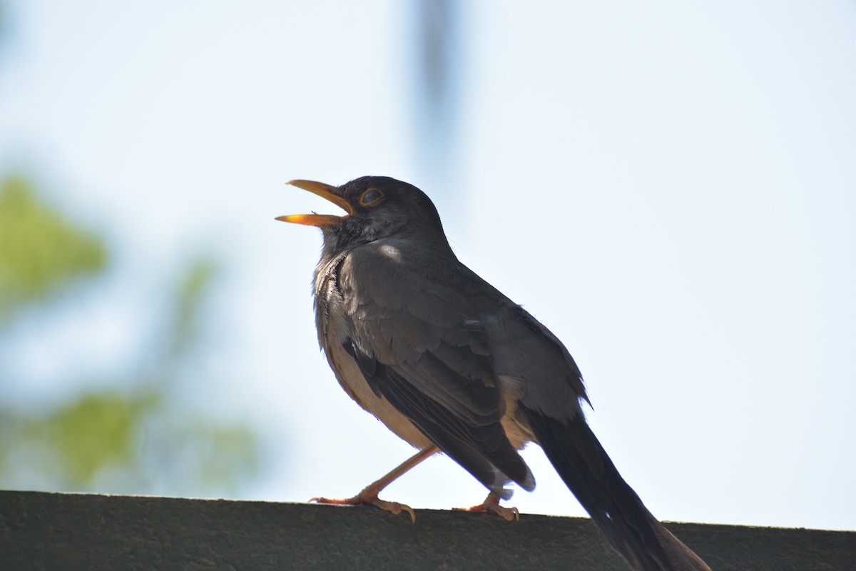 Austral Thrush - ML524643691