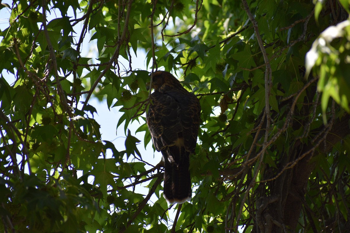 Harris's Hawk - ML524644291