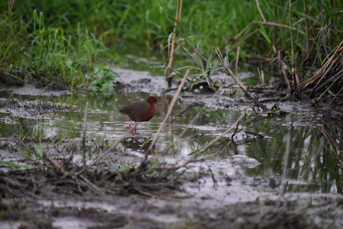 Ruddy-breasted Crake - Tatsutomo Chin