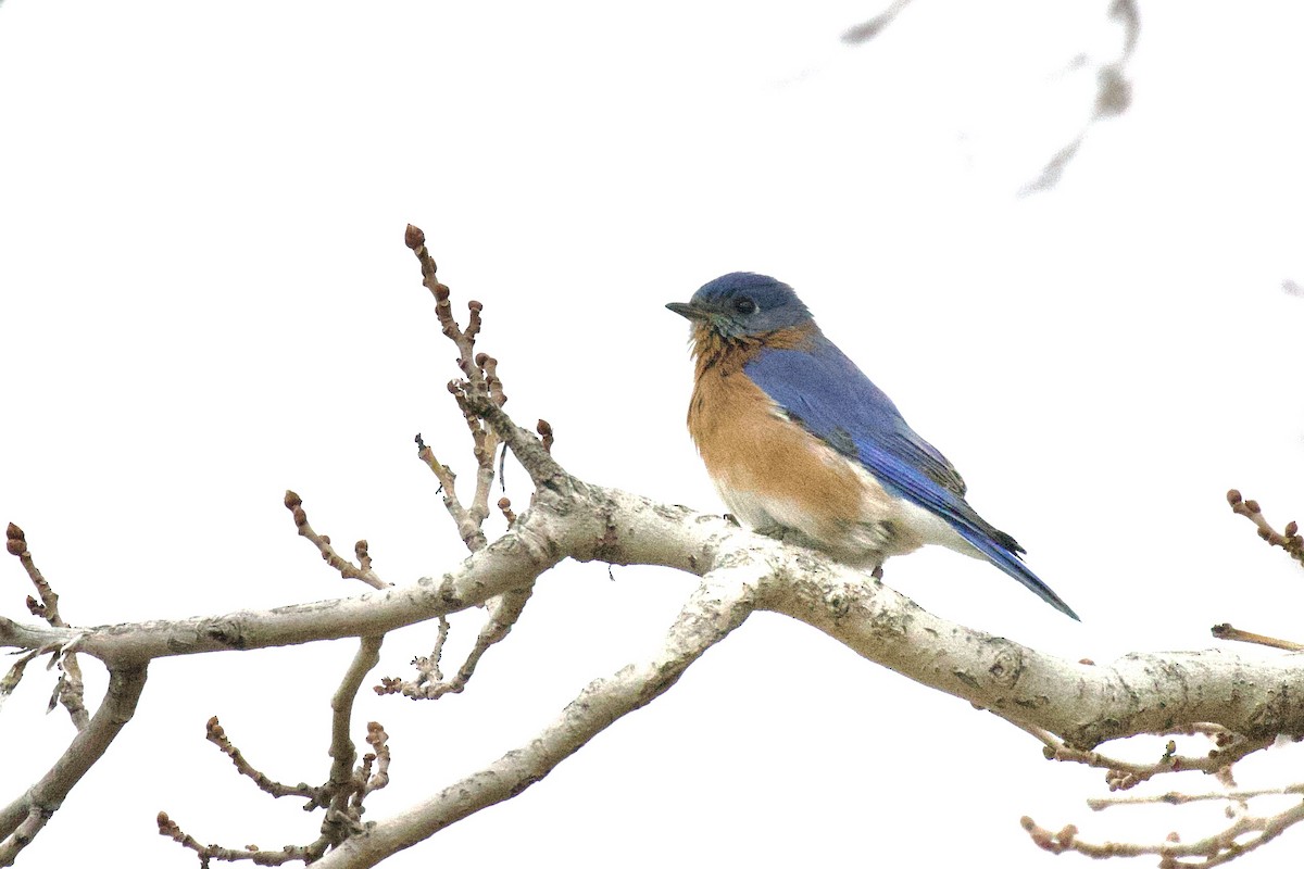 Eastern Bluebird - ML524644791