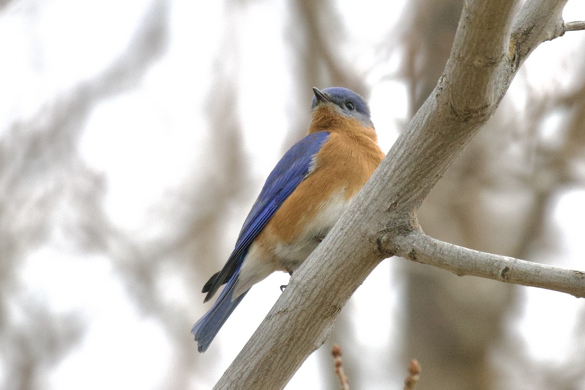 Eastern Bluebird - Daniel Conrad