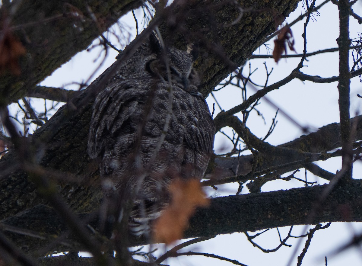 Great Horned Owl - ML524645321