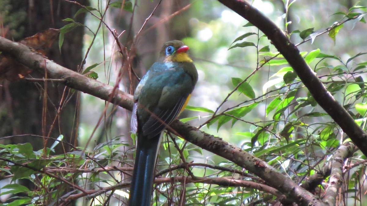 trogon sumaterský - ML52464701