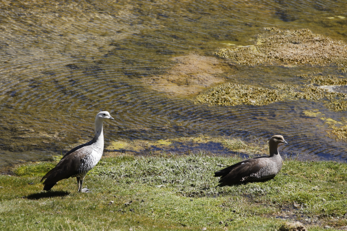 Upland Goose - ML524648421