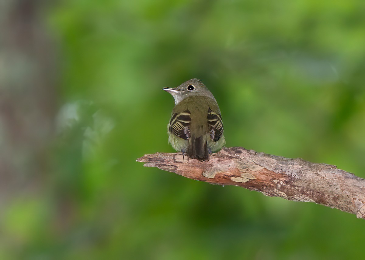 Acadian Flycatcher - Julio Mulero