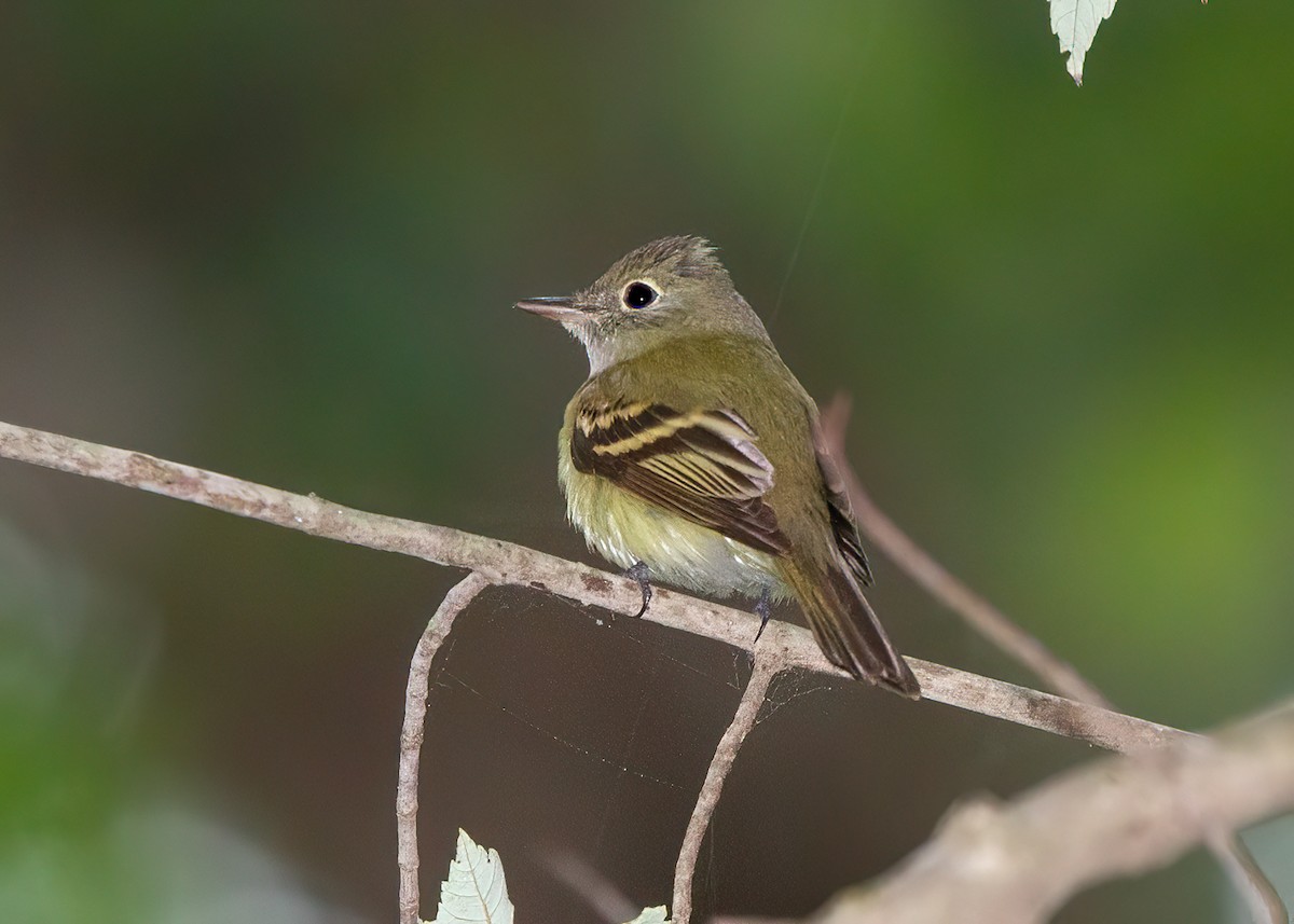 Acadian Flycatcher - Julio Mulero