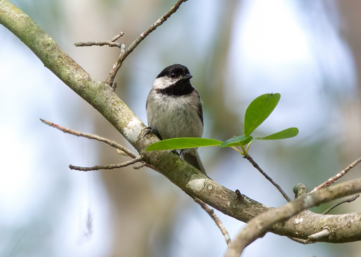 Carolina Chickadee - Julio Mulero