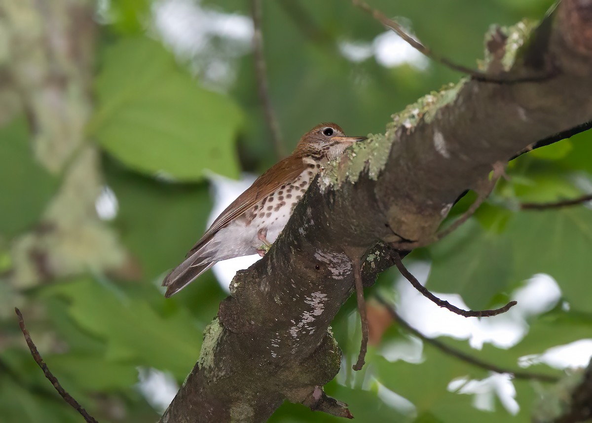 Wood Thrush - ML524650451