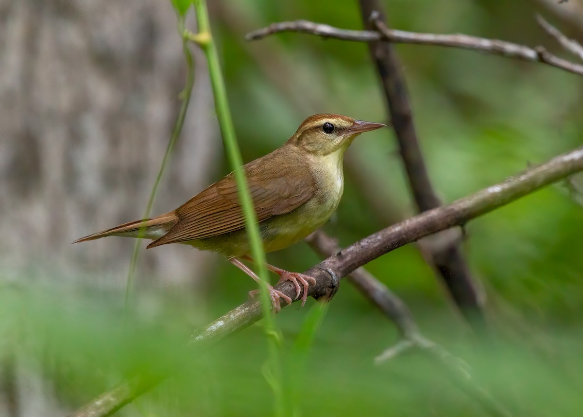 Swainsonwaldsänger - ML524650501