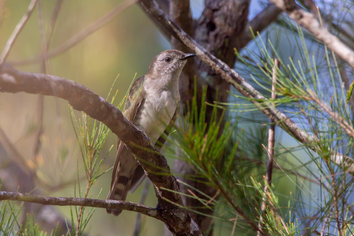 Shining Bronze-Cuckoo - ML524651321