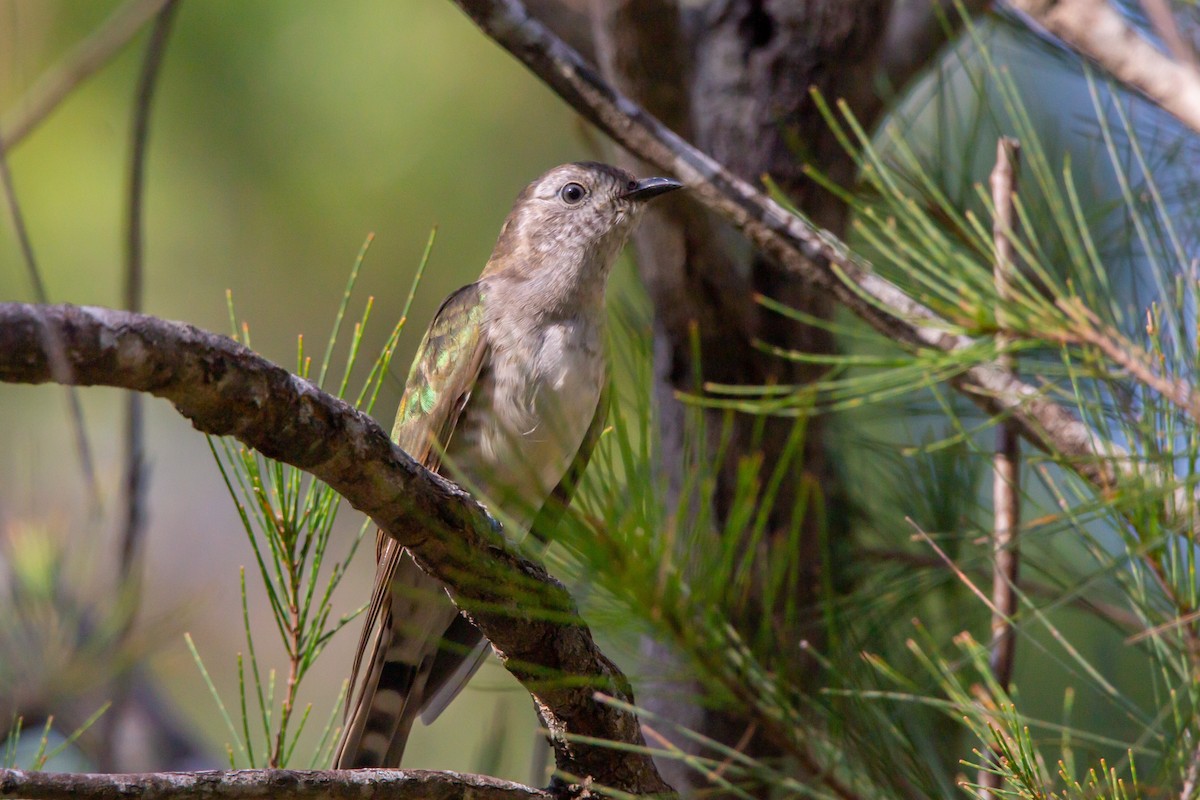 Shining Bronze-Cuckoo - ML524651351