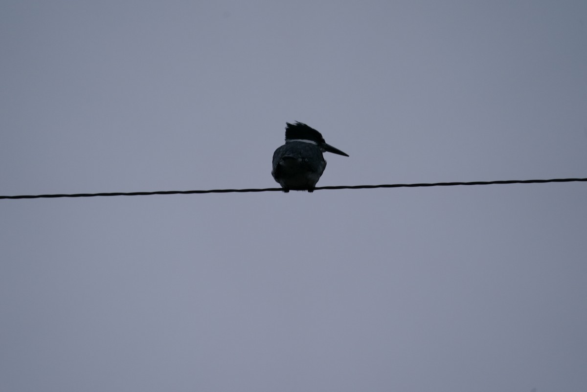 Belted Kingfisher - ML524651901