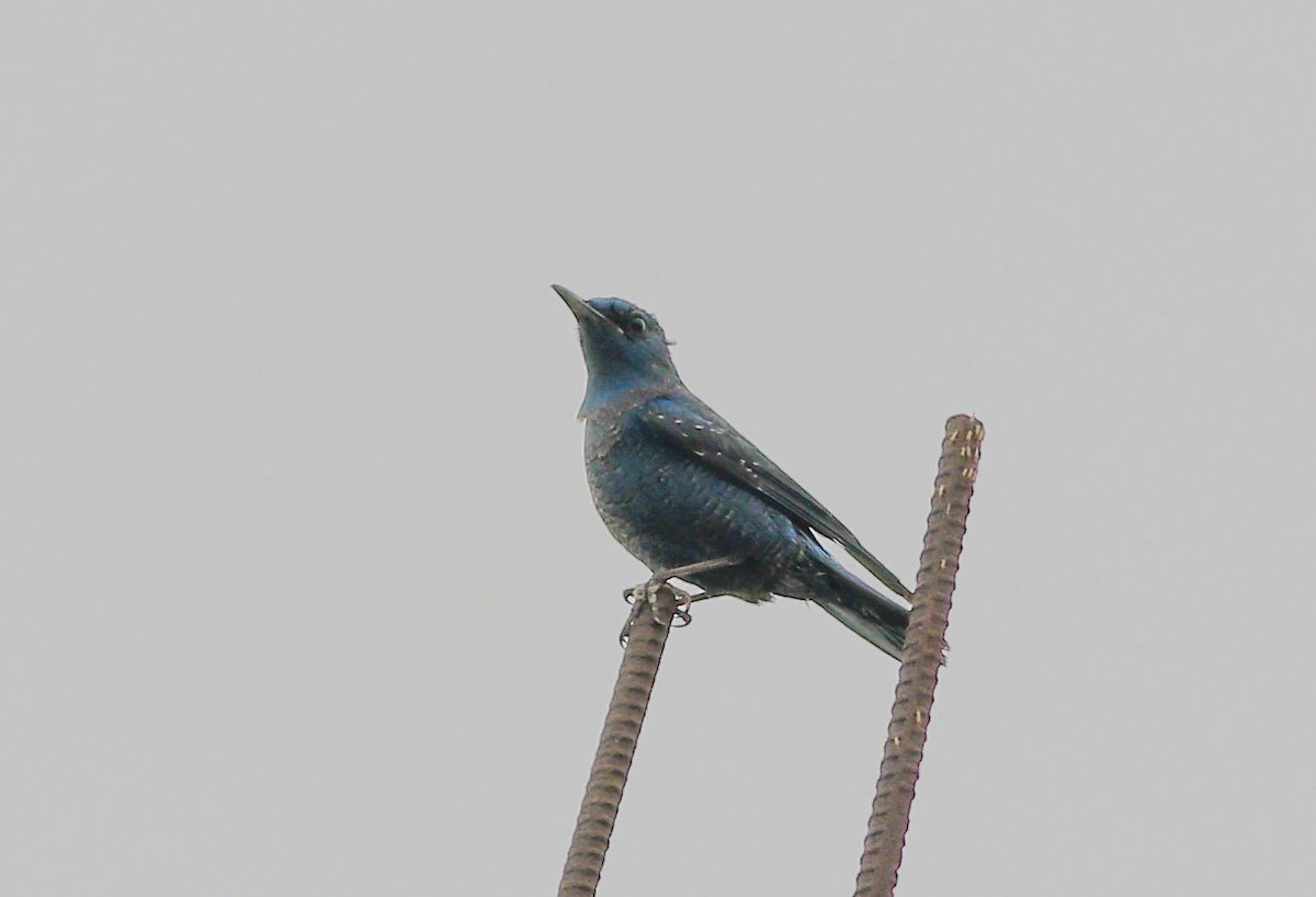 Blue Rock-Thrush - ML524654531