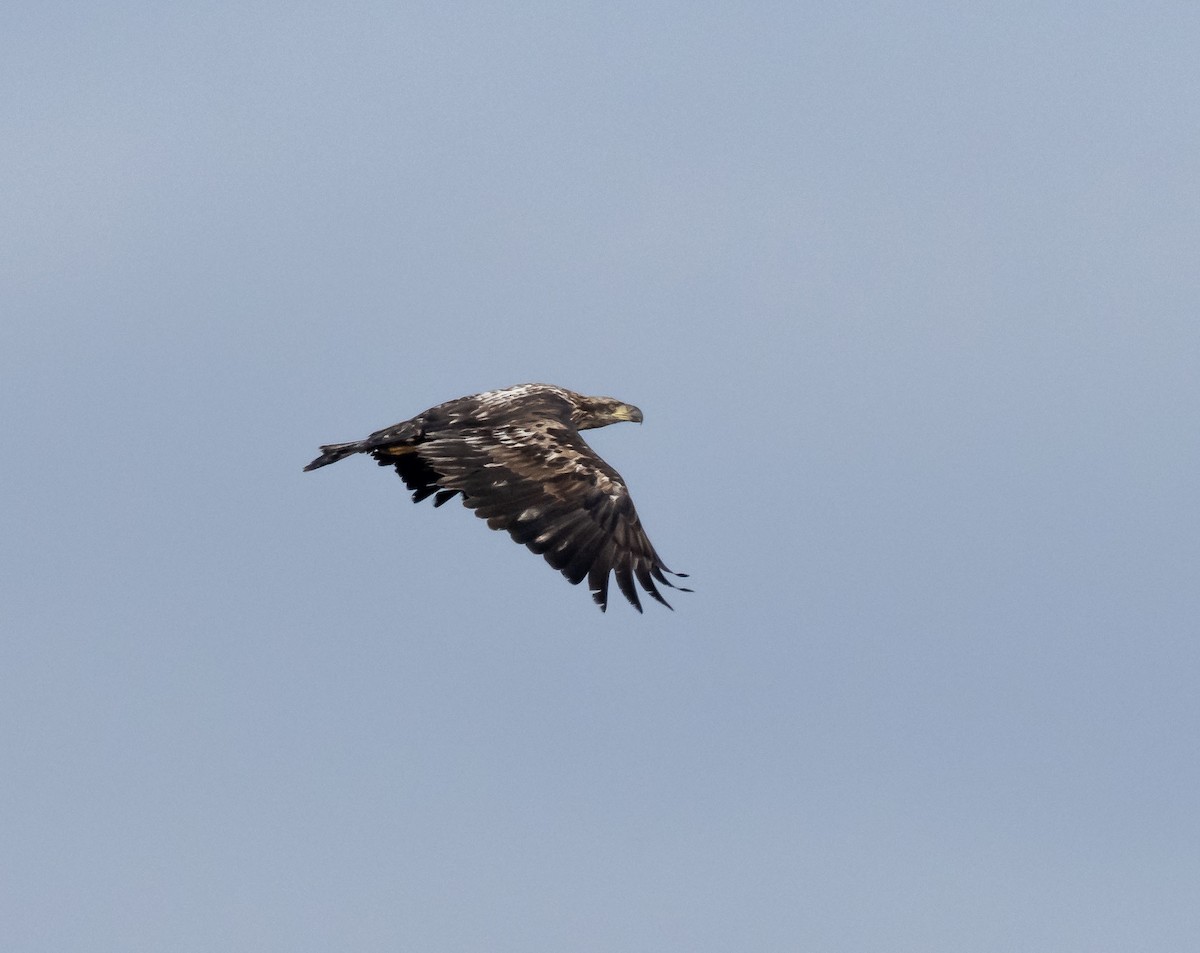 Bald Eagle - ML524654821