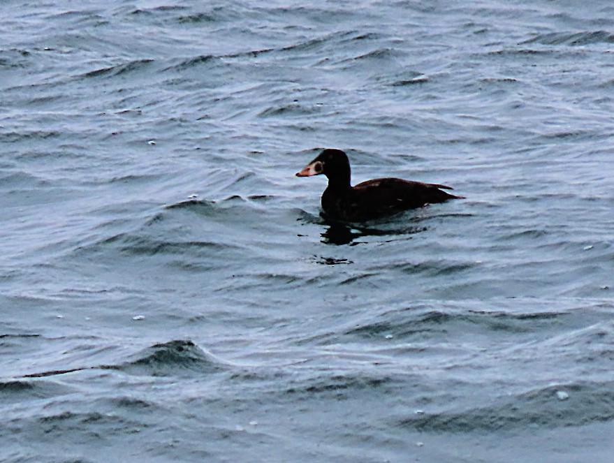 Surf Scoter - Martha Keller