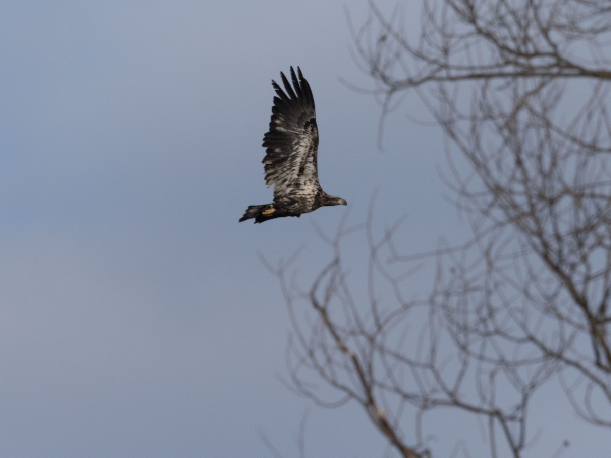 Bald Eagle - ML524655421