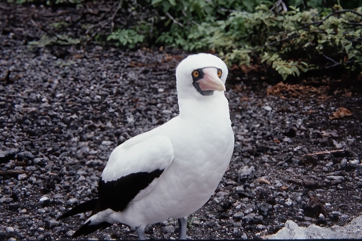 Nazca Booby - ML524656991