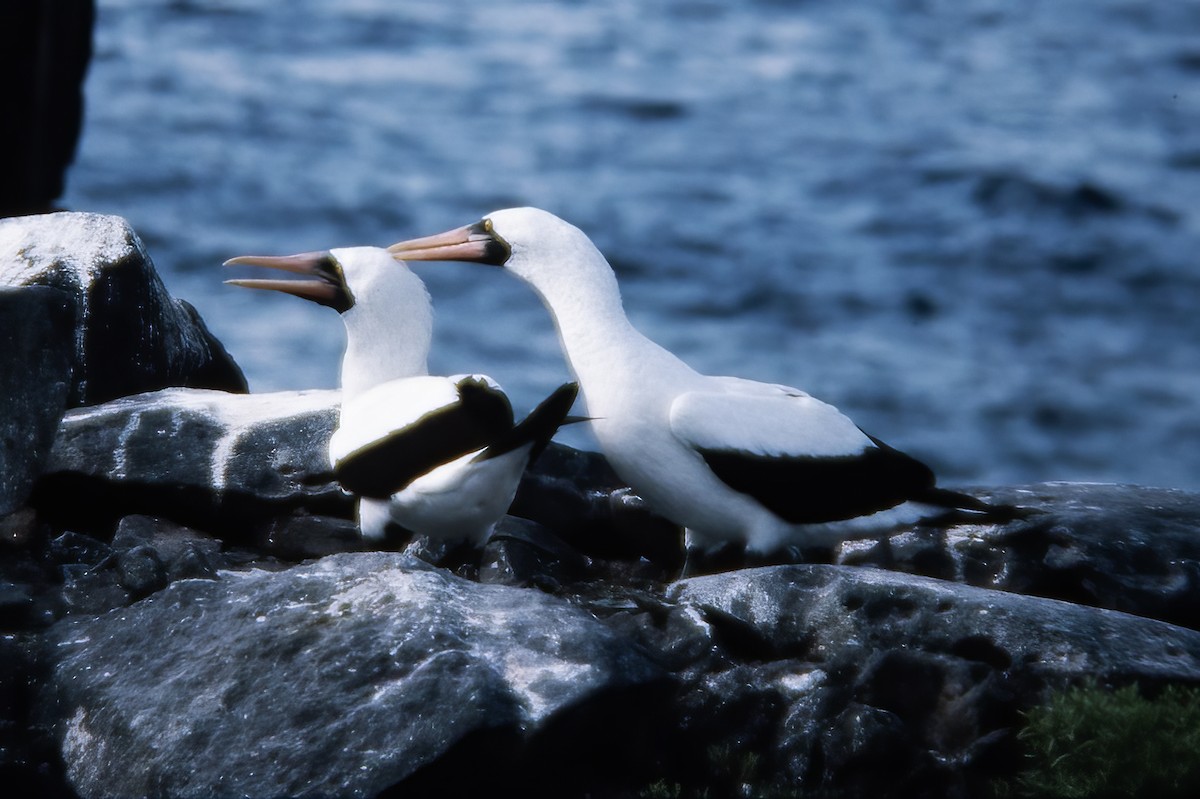 Nazca Booby - ML524657001