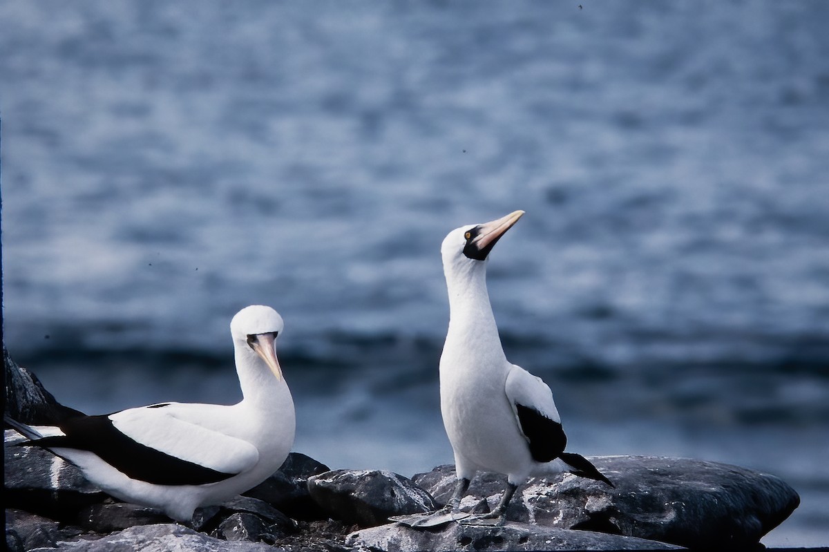 Nazca Booby - ML524657031